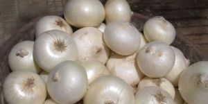White Onion