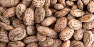 Pinto Beans