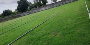 American Green Lawn Grass