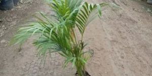 Bamboo Areca Palm Plant