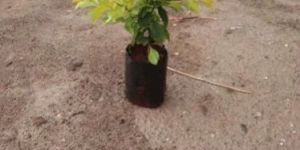 Golden Duranta Plant