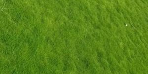 Green Well Watered Natural Grass