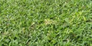 Natural Green Paspo Lawn Grass