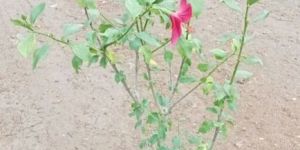 Natural Hibiscus Flowering Plant