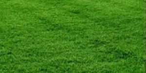 Mexican Natural Lawn Grass