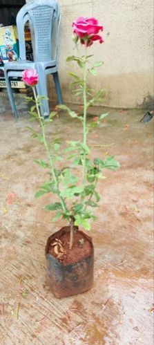 Pink Rose Plant