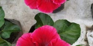 Red Hibiscus Flower Plant