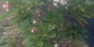 Singapuri Chafa Plant