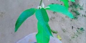 Swarna Champa Flowering Plant