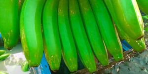 Fresh Cavendish Bananas