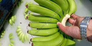 Fresh Cavendish Banana