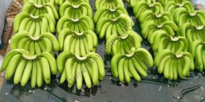 Fresh G9 Cavendish Banana