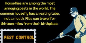 Anti Termite Chemical