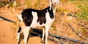Gujari Goat
