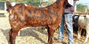 Female Sirohi Goat