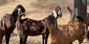 Sirohi Goat