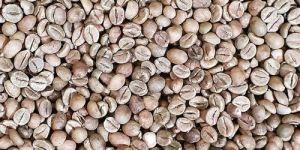 Raw Robusta Coffee Beans
