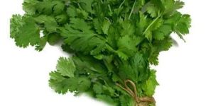 Fresh Coriander Leaves