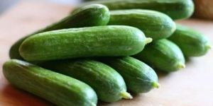Fresh Cucumber