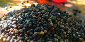 Black Pepper Seeds