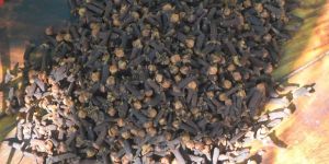 Dried Cloves
