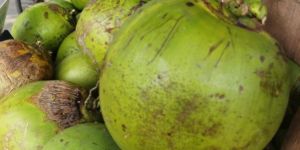 Green Coconut