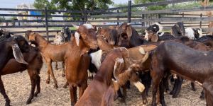 All Breed Goat