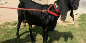 Beetal Goat