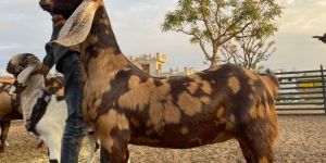 Sirohi Goat