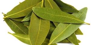 Spicy Green Bay Leaf