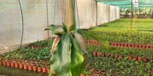 Bird Nest Fern Netpot Plants