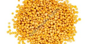 Yellow Mustard Seeds