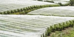 UV Treated Non Woven Fabric