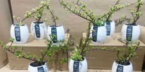 White Decorative Table Top Planter