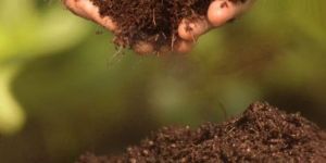 Organic Compost