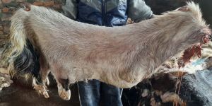 Raw Salted Goat Hides