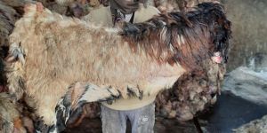 Raw Salted Sheep Hides