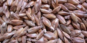 Spelt Grain