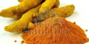 Turmeric Root Powder