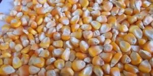 Yellow Maize Seeds