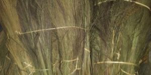 Broom Grass