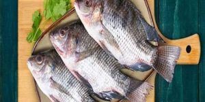 Fresh Tilapia Fish Whole