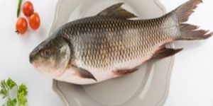 Premium Freshwater Rahu/Catla Whole Fish