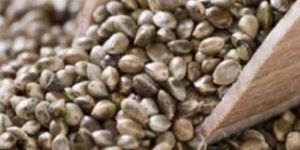 Raw Hemp Seeds