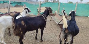 Sirohi Female Goats