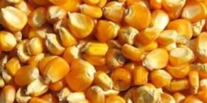 Maize Seeds