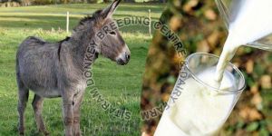 Donkey Milk