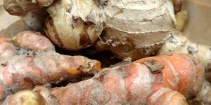 Raw Wet Turmeric Finger