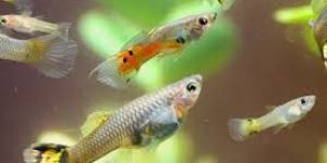 Guppies Fish