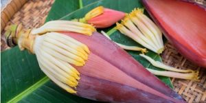 Banana Flower